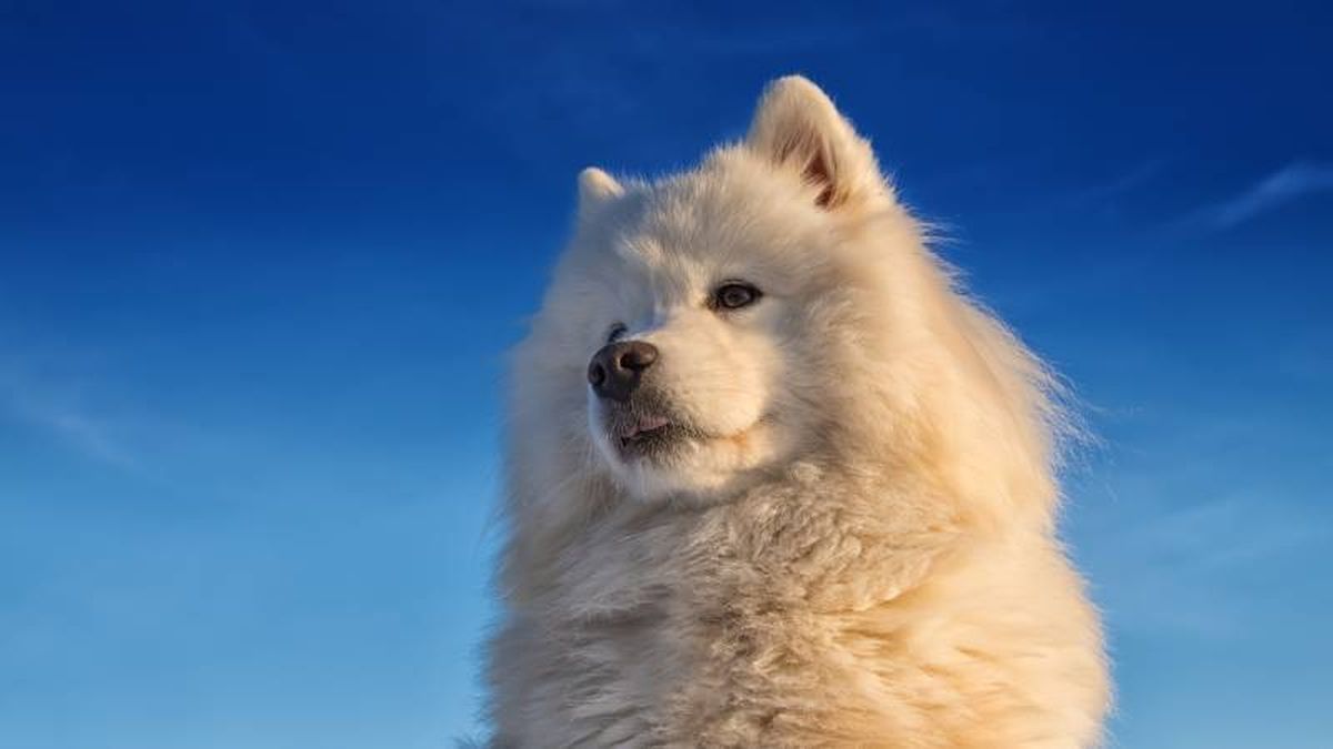 Apodado perro sonriente por las características de su hocico, el Samoyedo es de carácter sociable y juguetón.