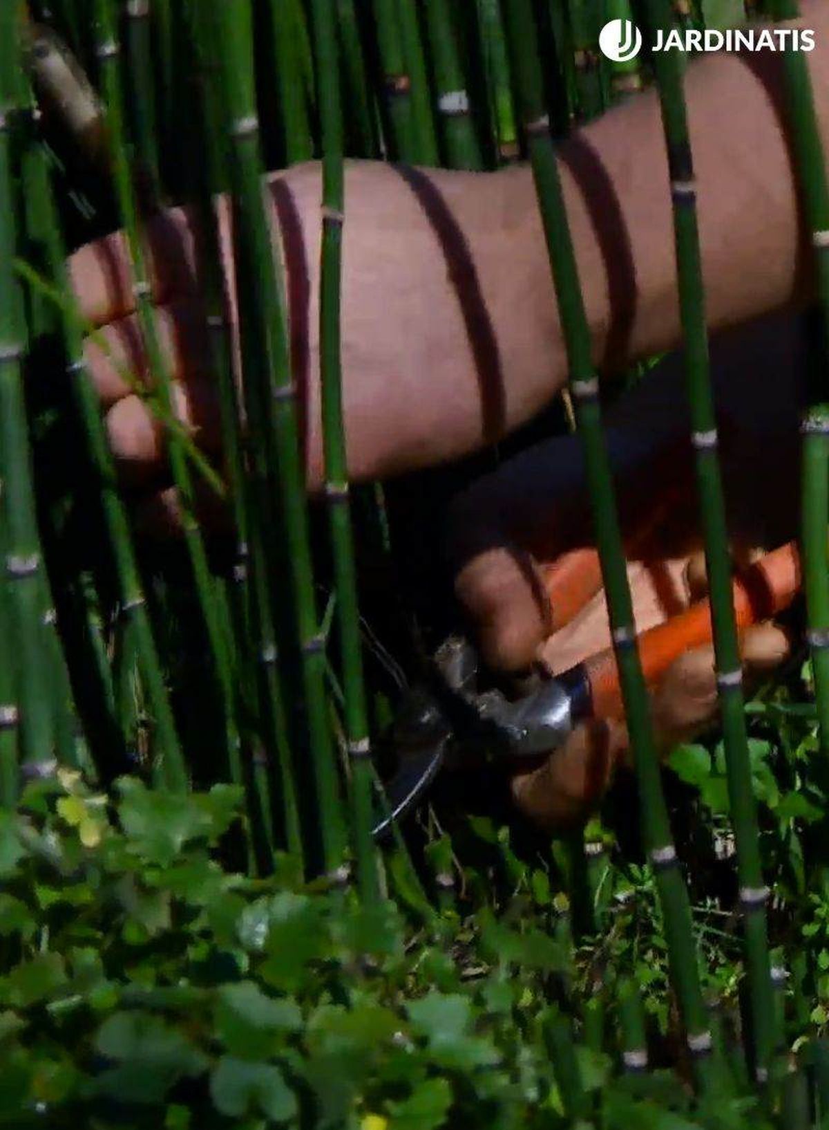 Poda de la cola de caballo