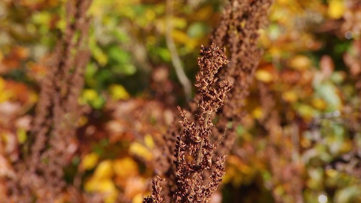 deco 602 variedad mas alta de astilbe