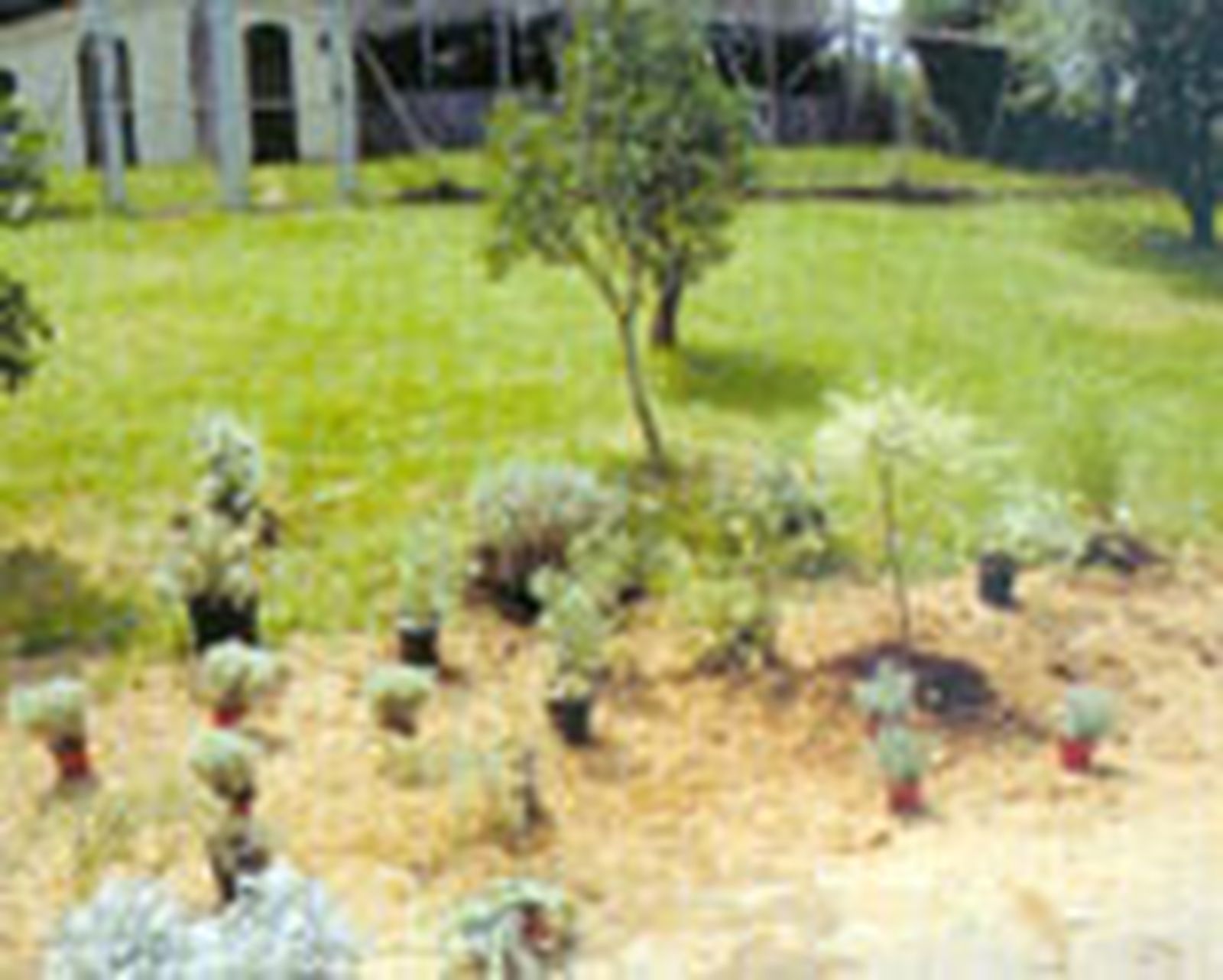 parterre arbustos follaje gris 5 parterre arbustos follaje gris 5