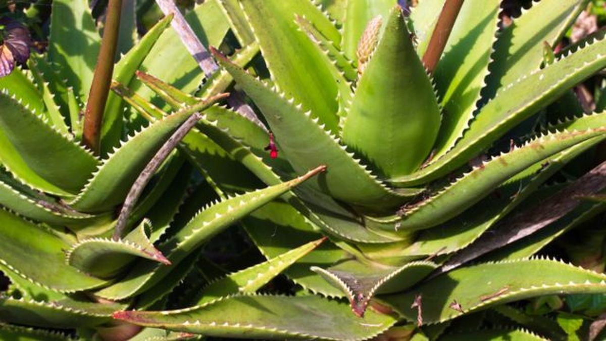 planta de aloe vera sabila propiedades medicinales