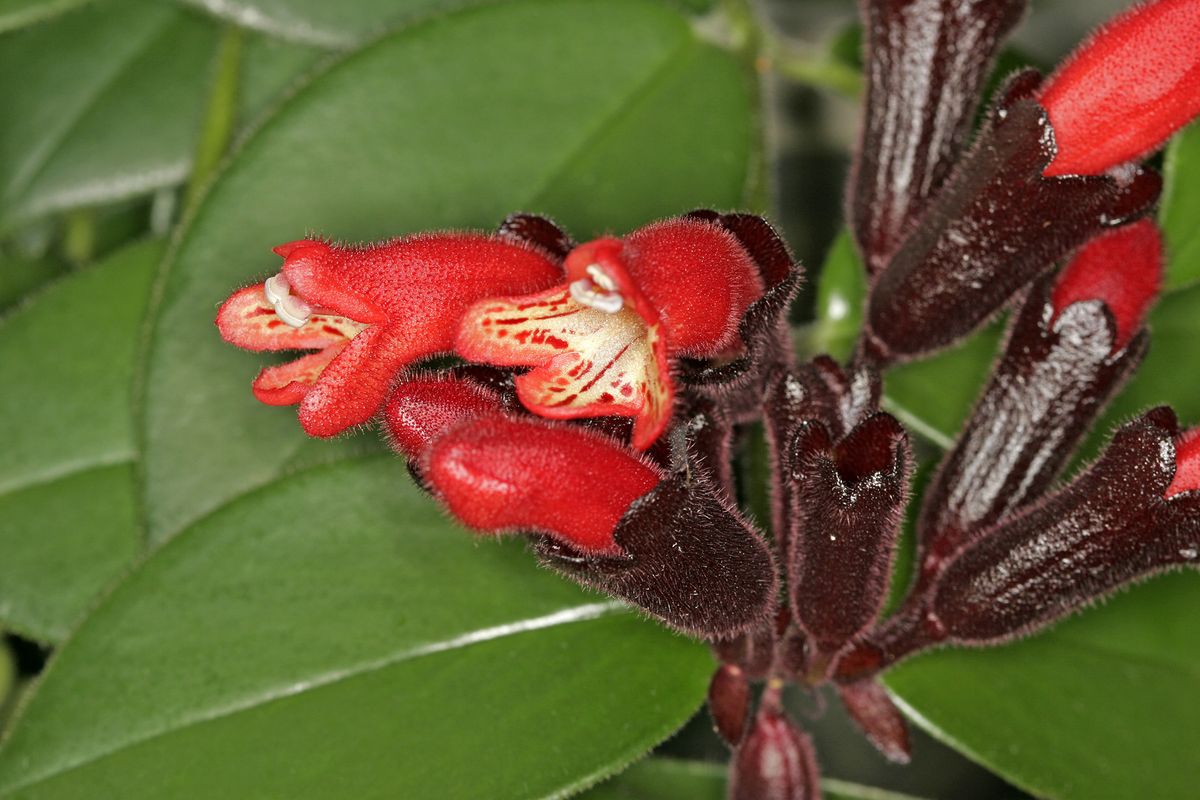 aeschynantus colgante xl