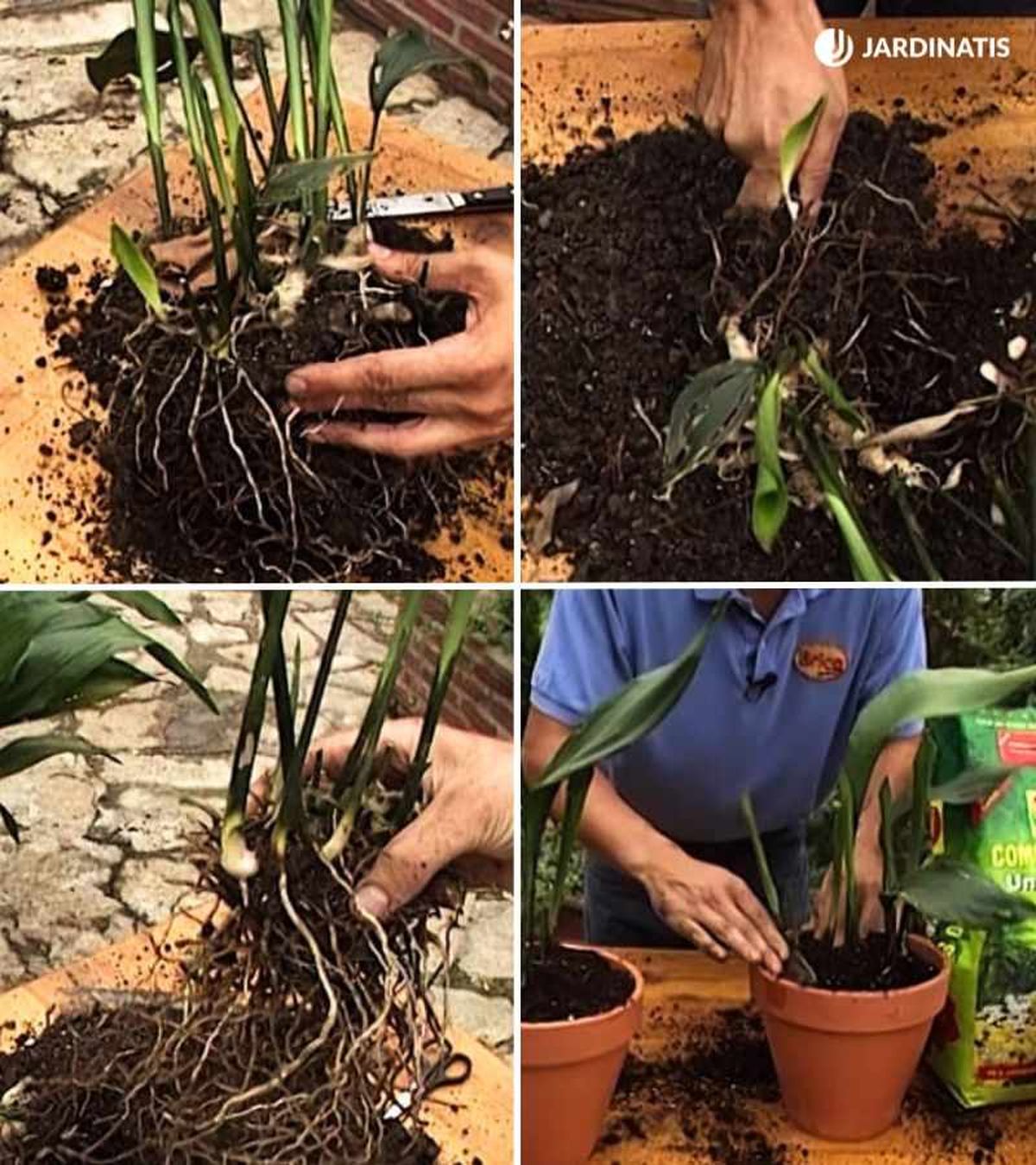 Paso a paso de la reproducción de la aspidistra