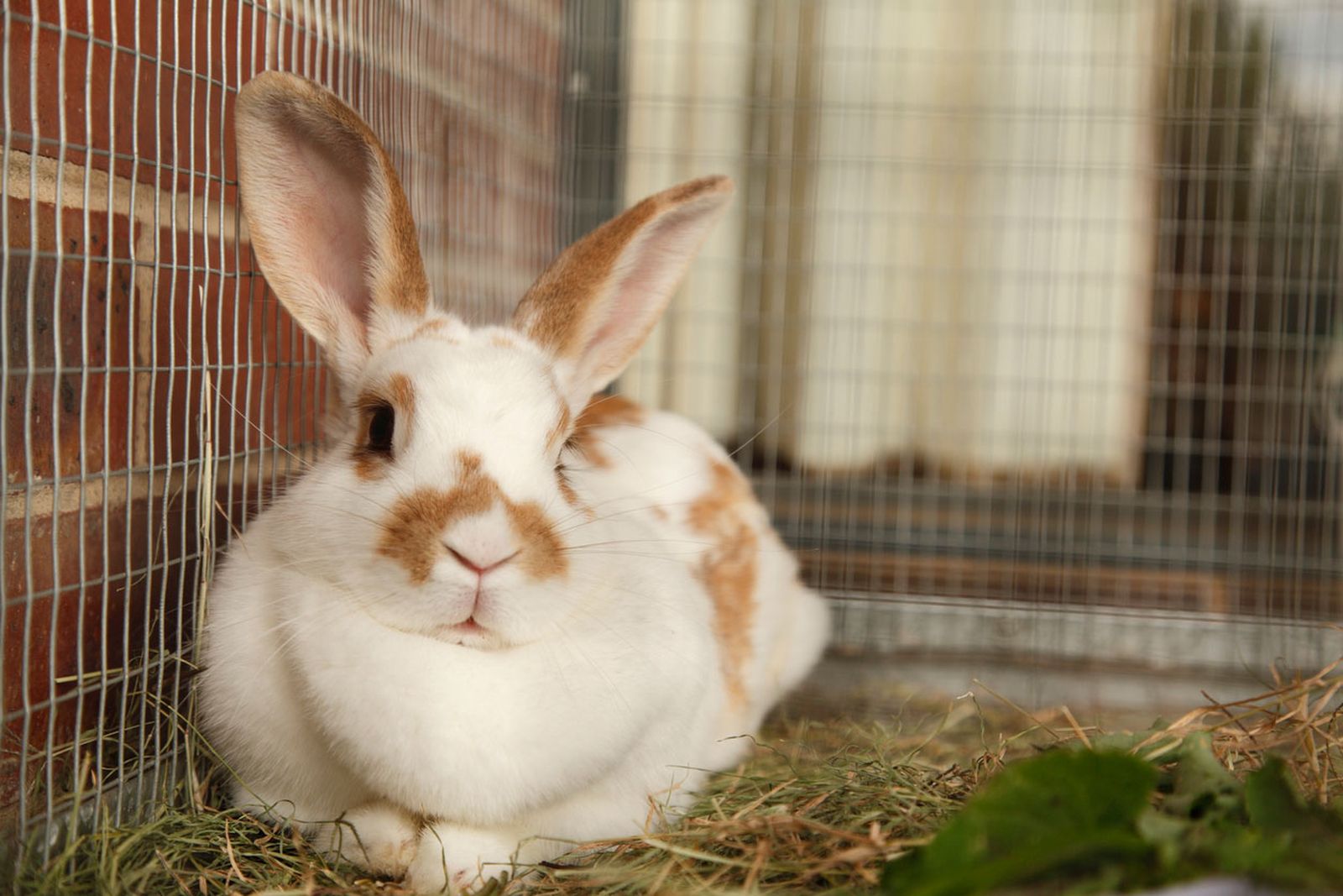 conejos son lagomorfos