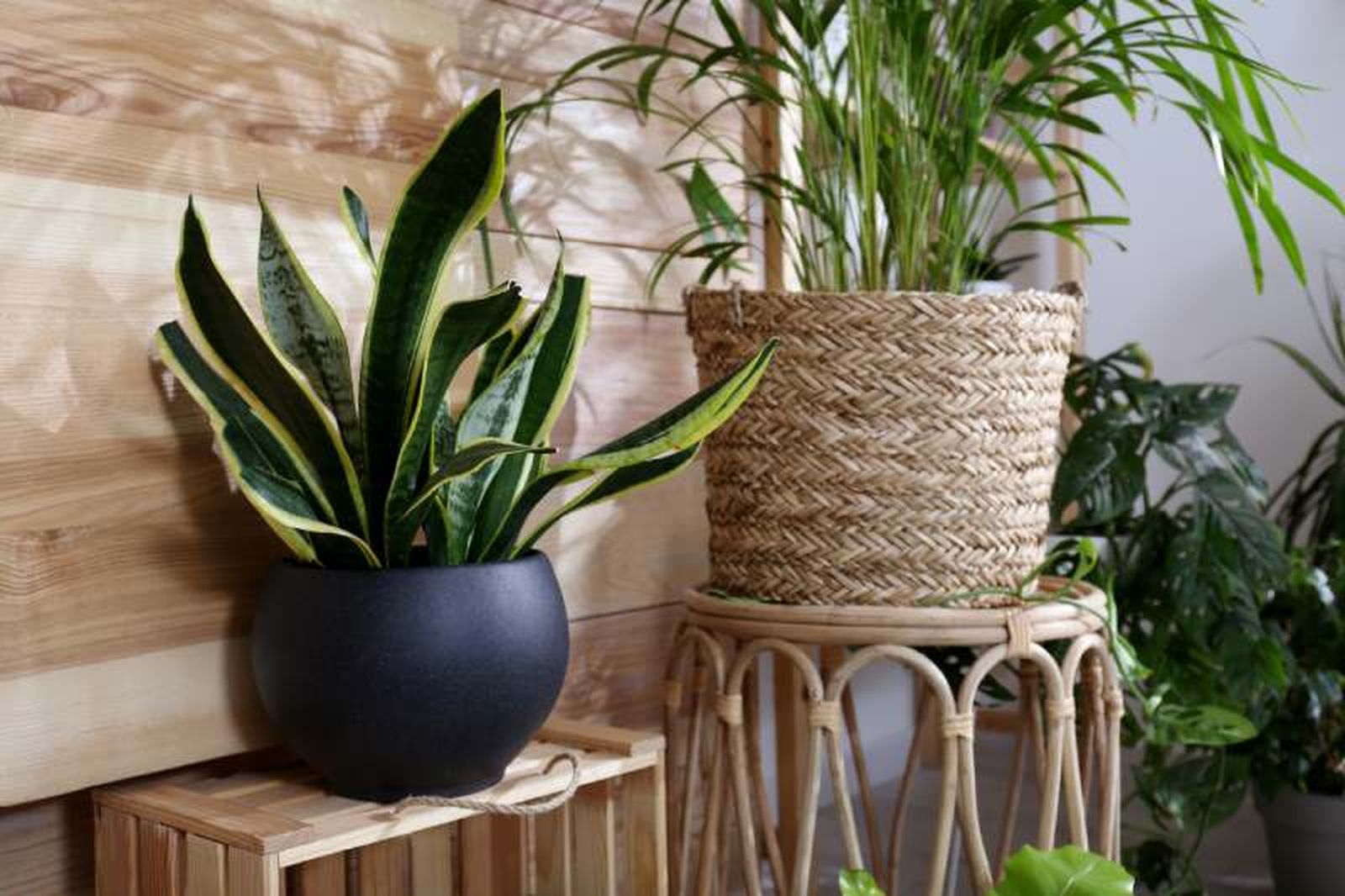 La Sansevieria o lengua de suegra soporta poca luz La Sansevieria o lengua de suegra soporta poca luz