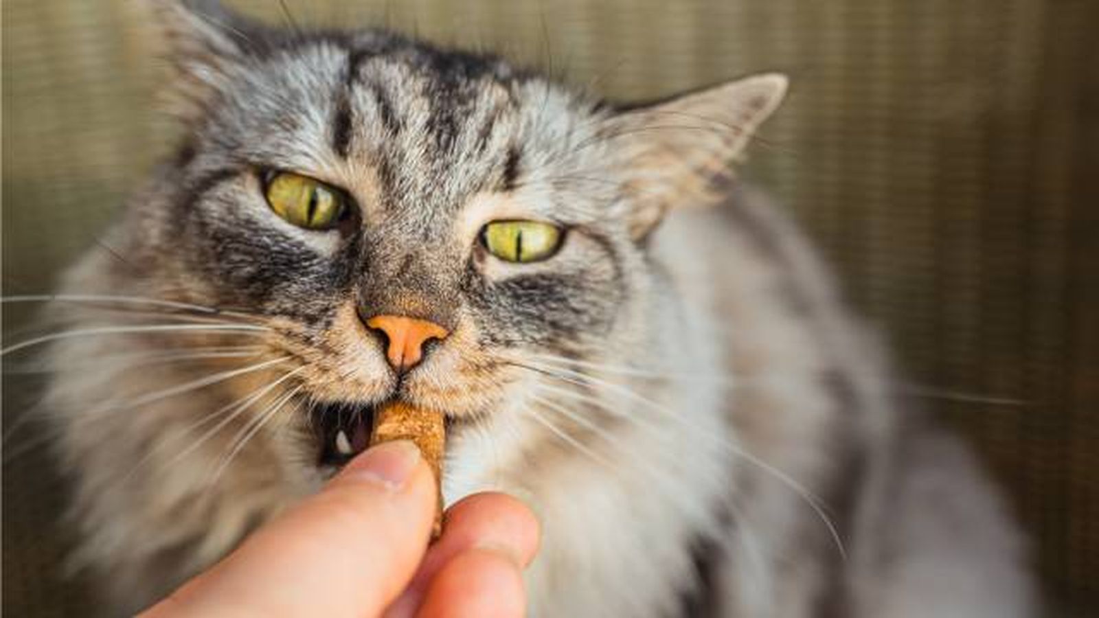premios snacks golosinas para gatos refuerzo positivo premios snacks golosinas para gatos refuerzo positivo