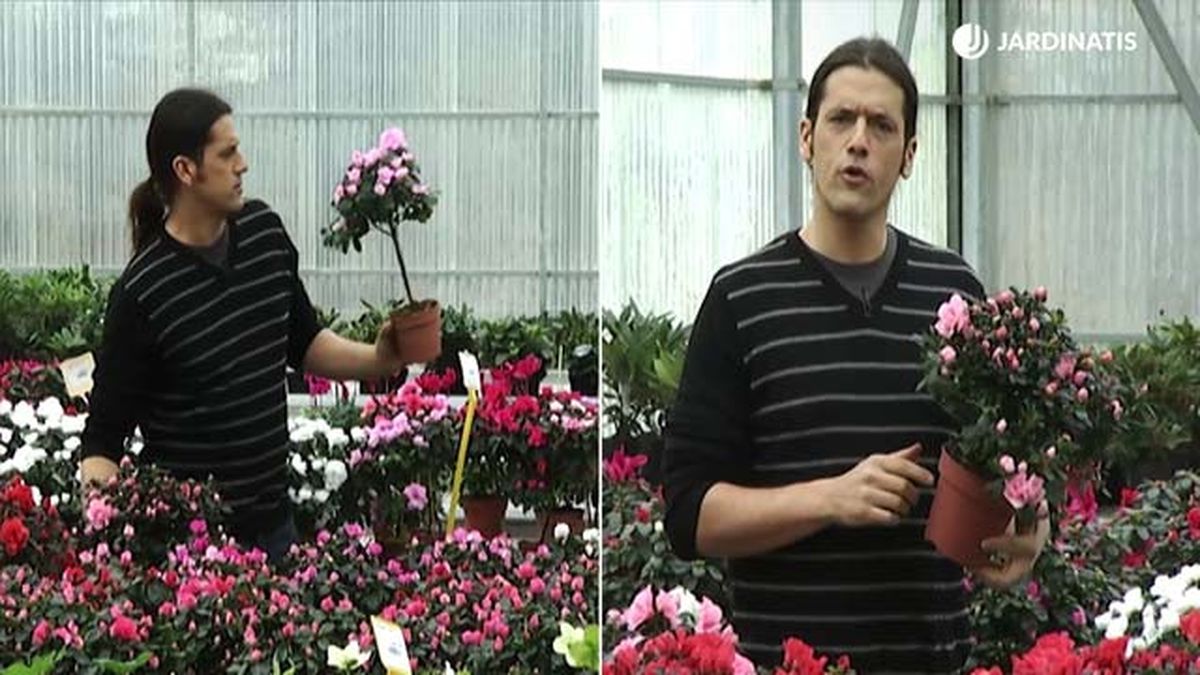 variedades de azaleas deco 421 jardinatis