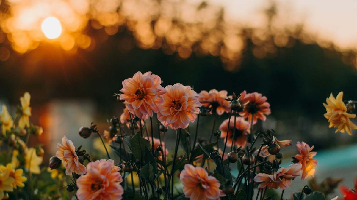 Plantas al atardecer