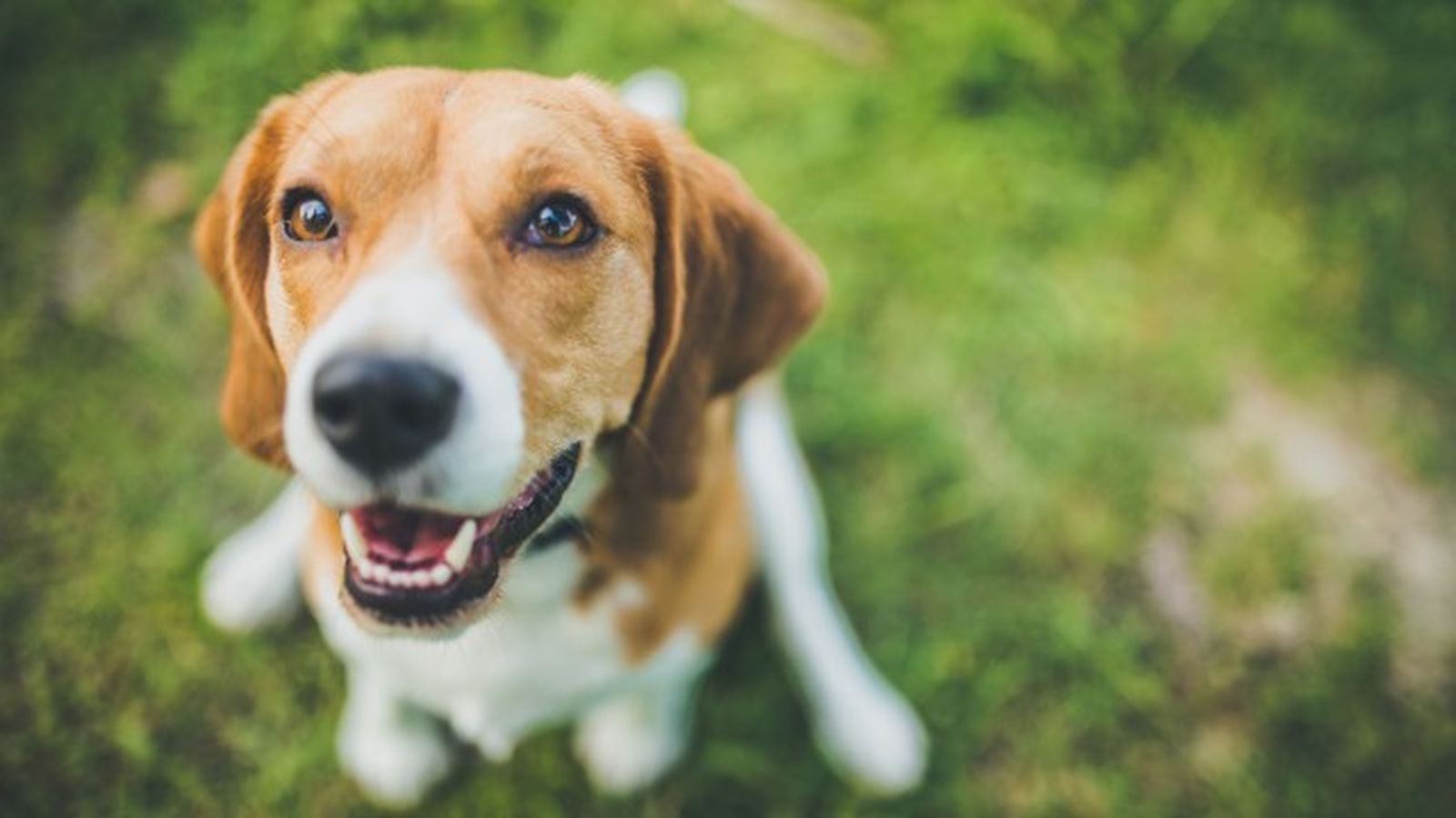 beagle 4 beagle 4