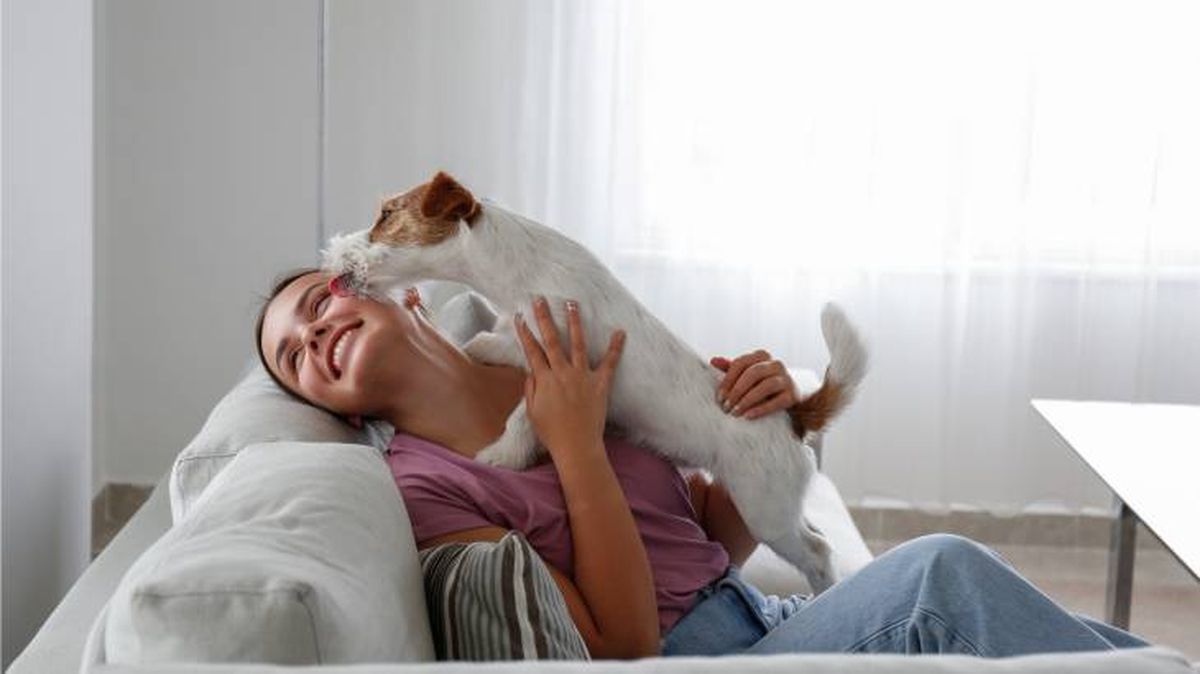 accesorios perros mayores hogar