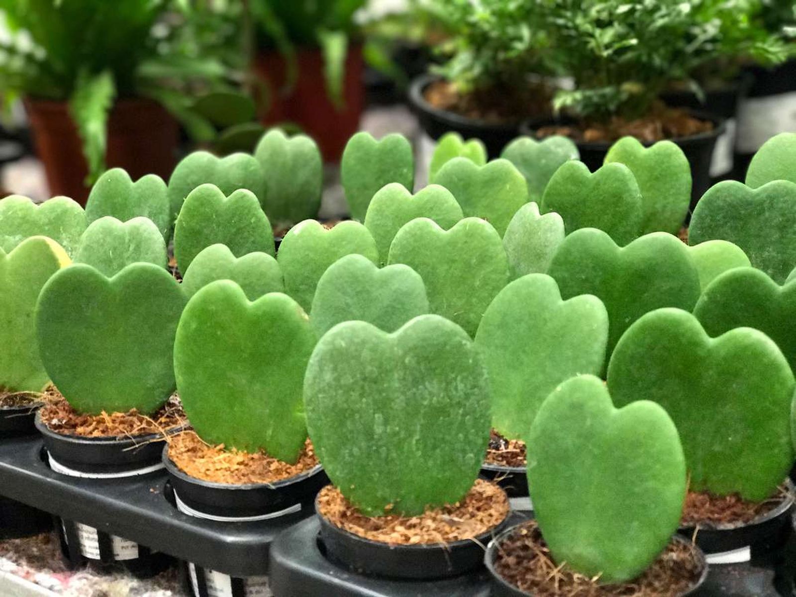 comprar hoya kerrii comprar hoya kerrii