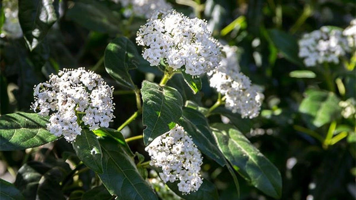 viburnum tinus arbusto flor invierno