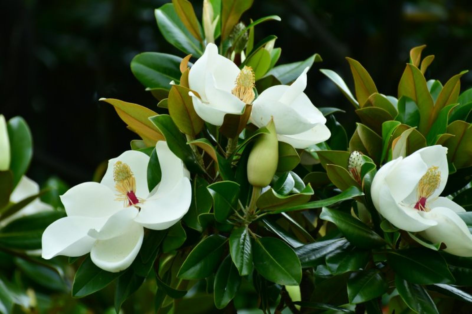 Magnolia virginiana Magnolia virginiana