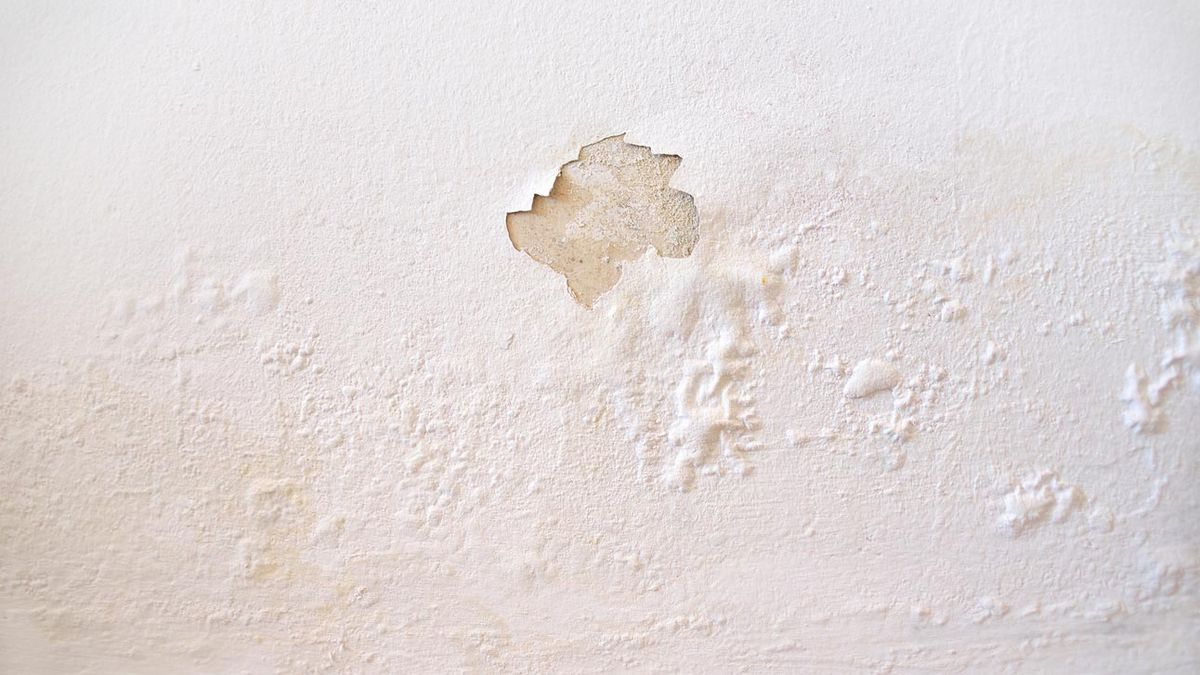 eliminar moho hongos muebles pared techos 1