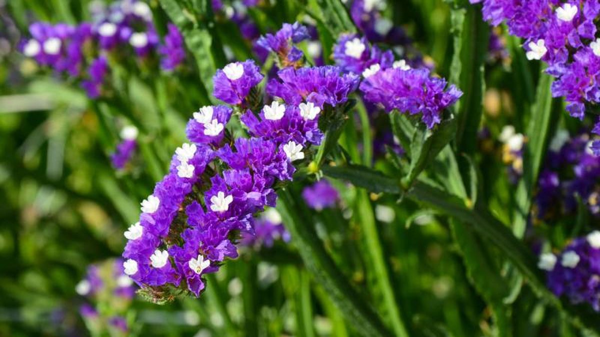 Limonium sinuatum.