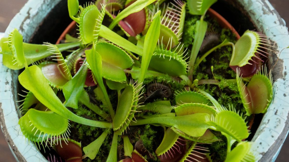 La Venus atrapamoscas es una de las plantas carnívoras más conocidas.