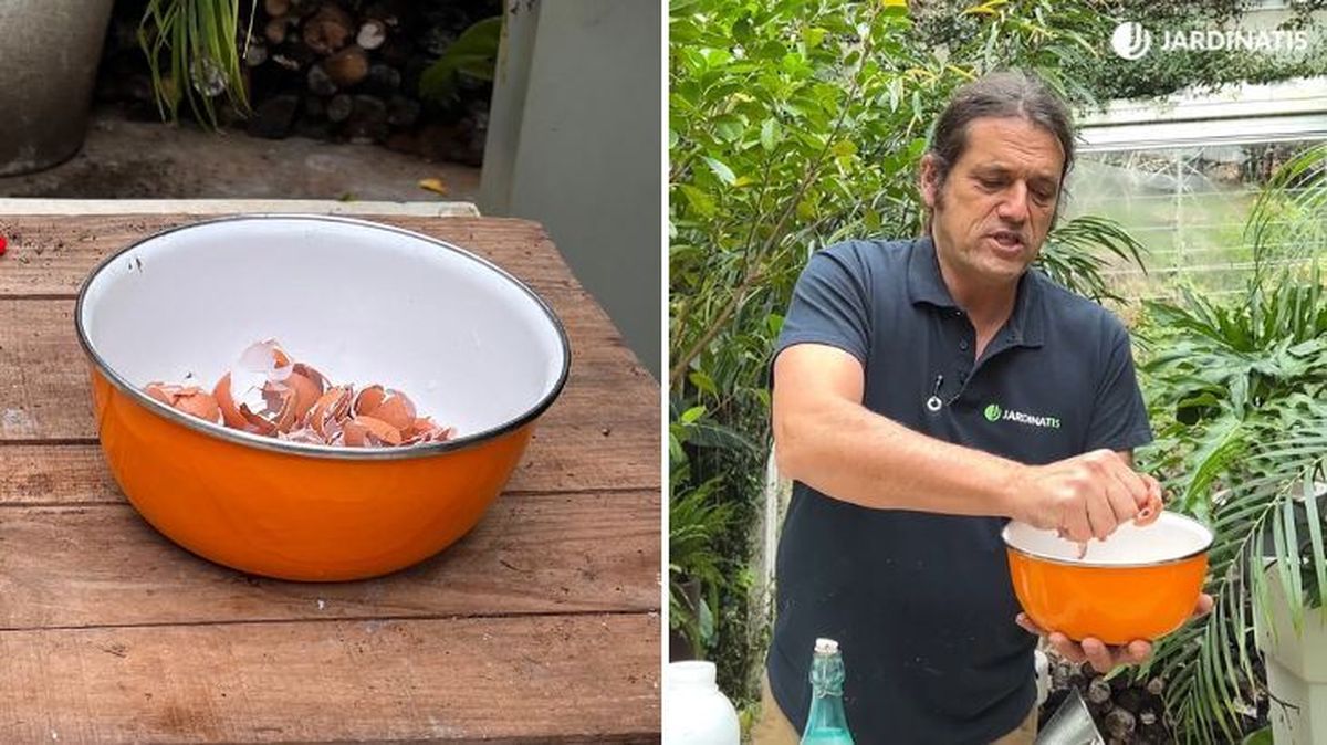 Las cáscaras de huevo tienen la capacidad de alcalinizar la tierra