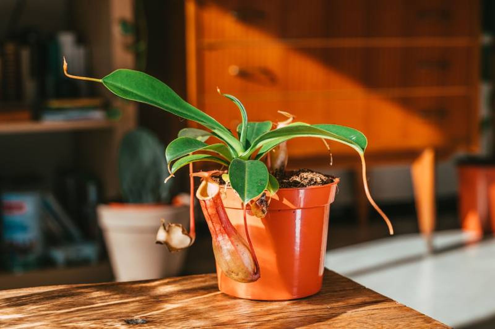 Nepenthes Nepenthes
