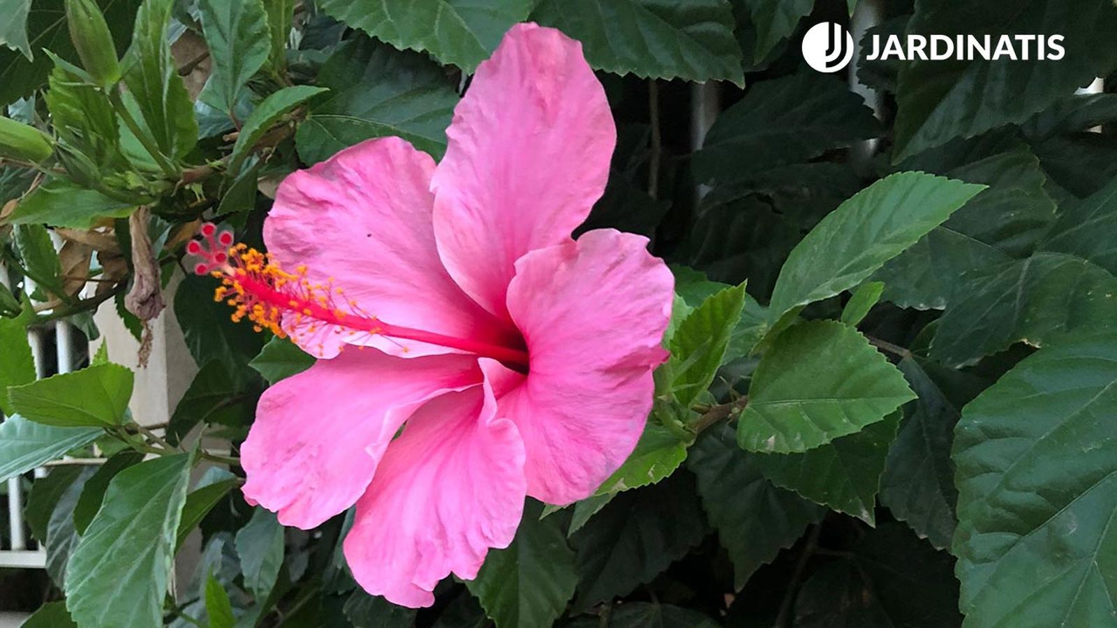 Hibiscus Rosa Sinensis rosa de china xl