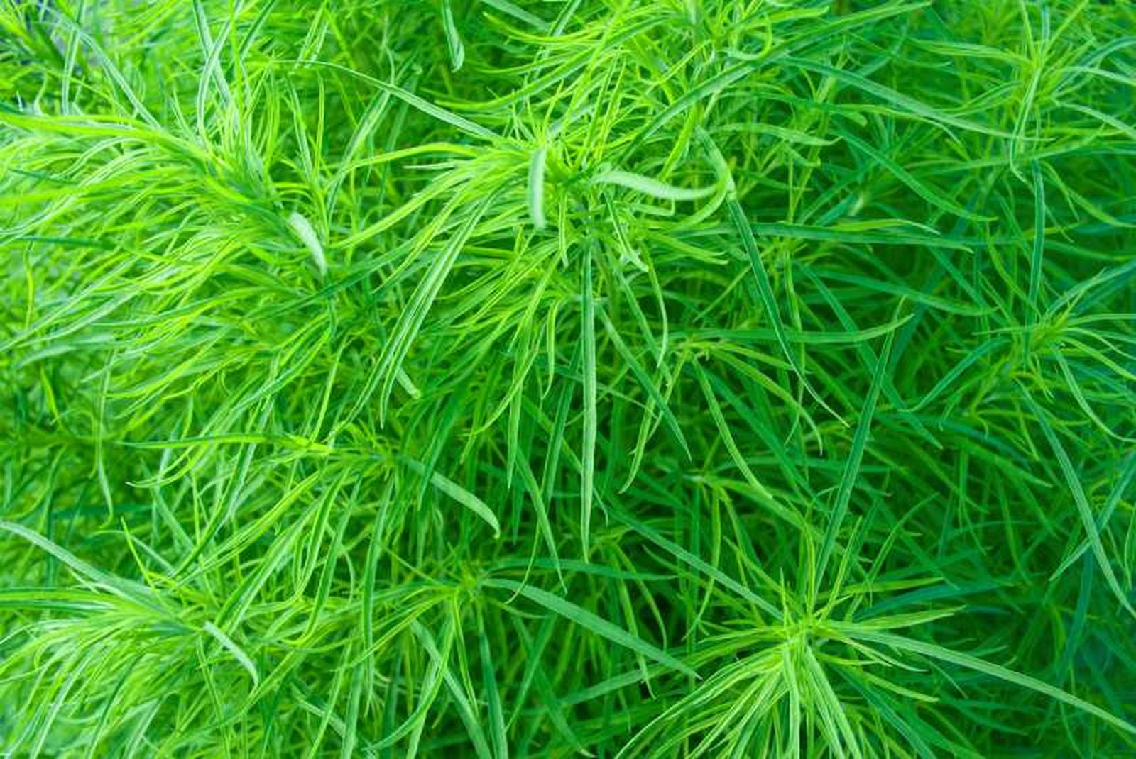 Carex muskingumensis Carex muskingumensis