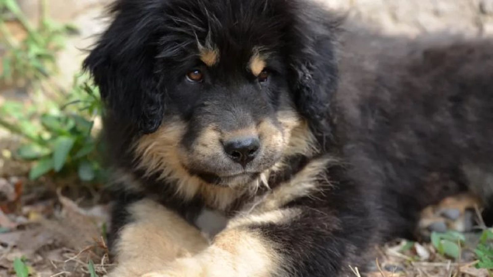 dogo del tibet 2 dogo del tibet 2