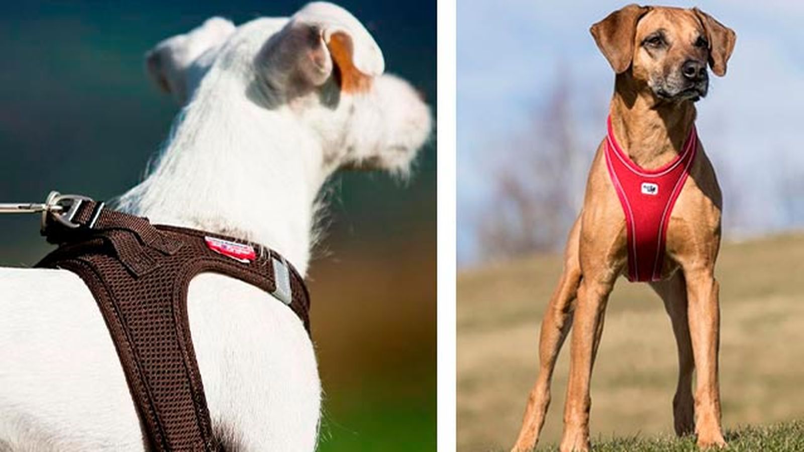 elegir collar arne perro 4 elegir collar arne perro 4