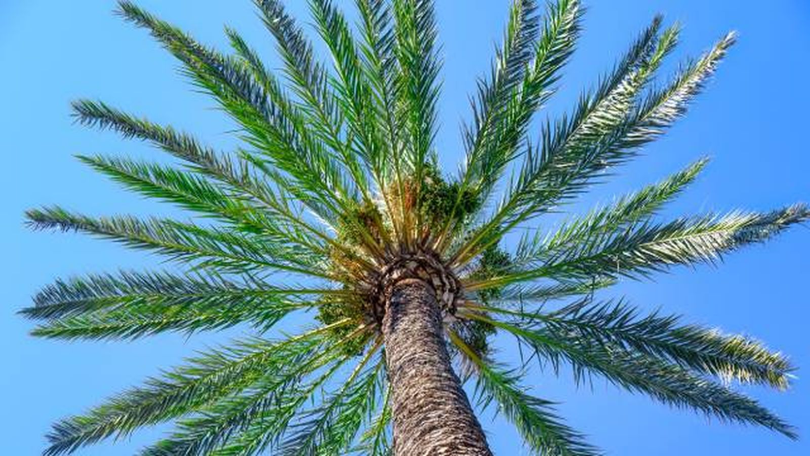 Palmera datilera Palmera datilera