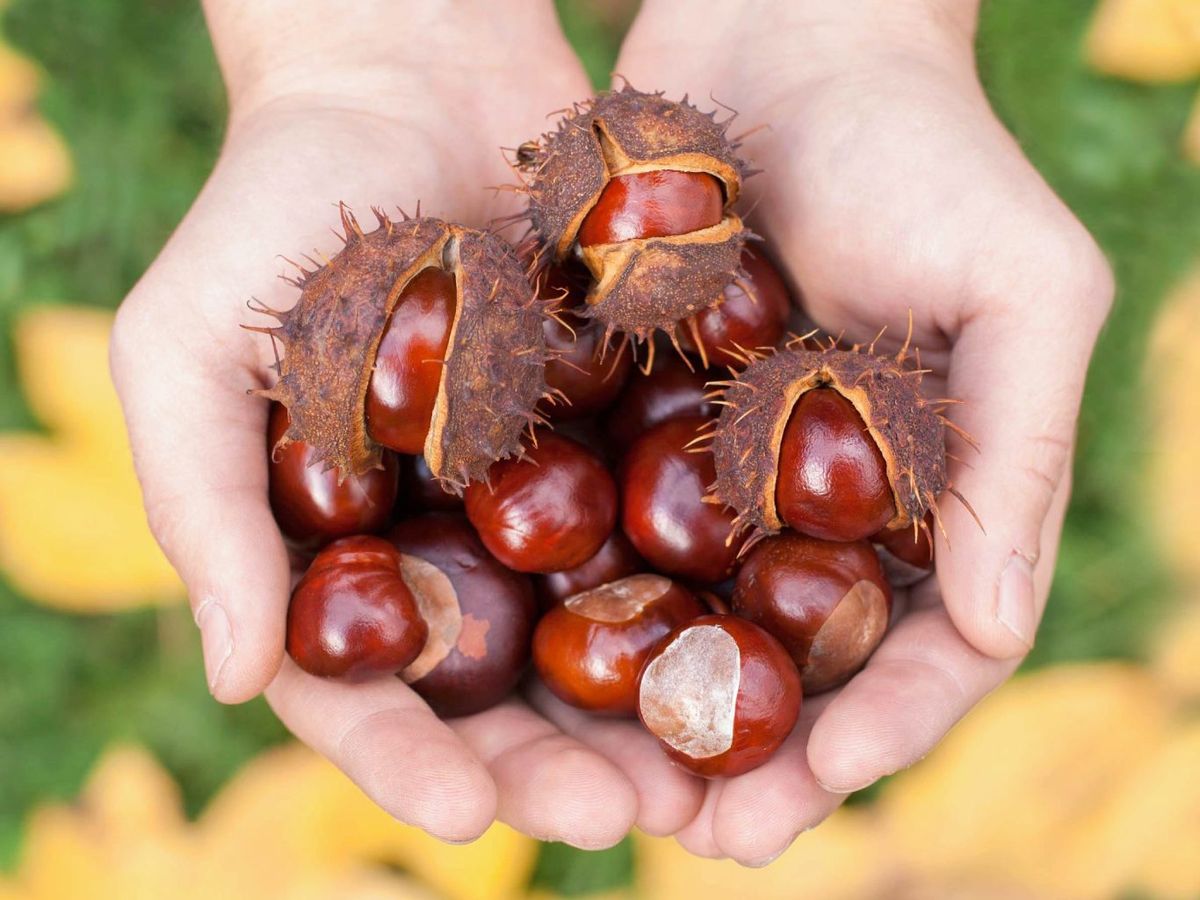 El fruto del castaño de Indias contiene esculina