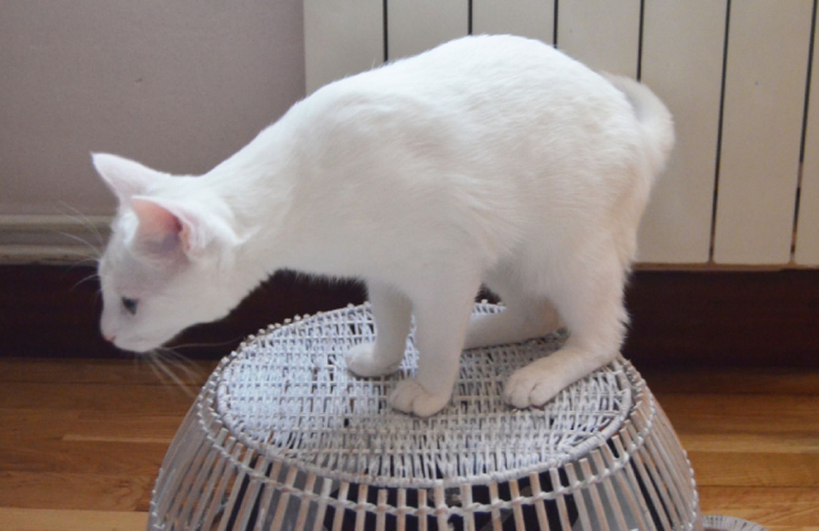 gato tapar aspirador 1 gato tapar aspirador 1