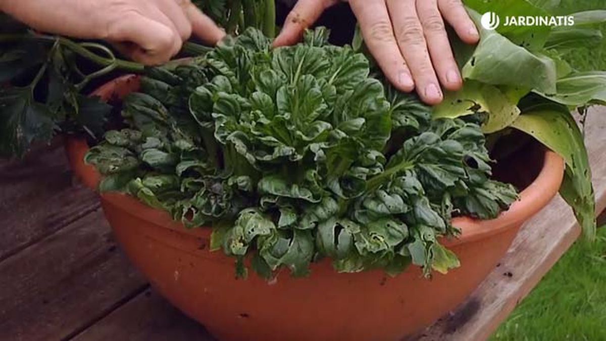 Tatsoi brassica rapa brico767