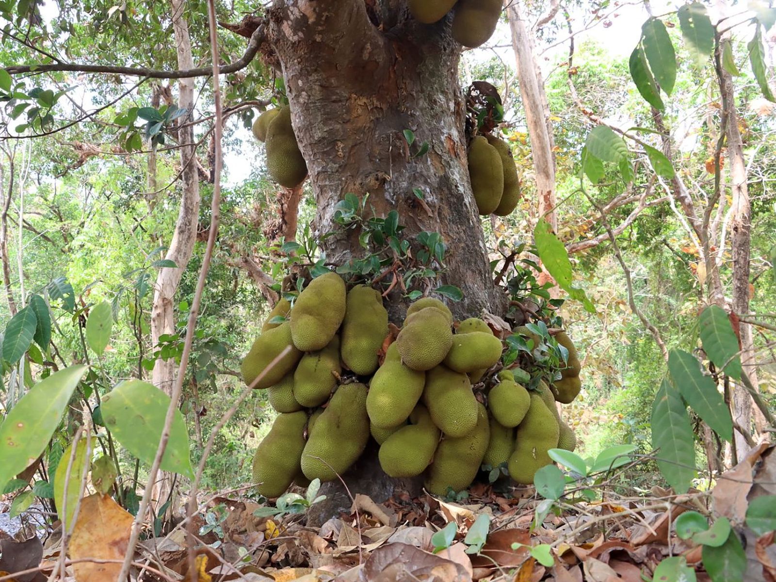 Árbol de la yaca Árbol de la yaca