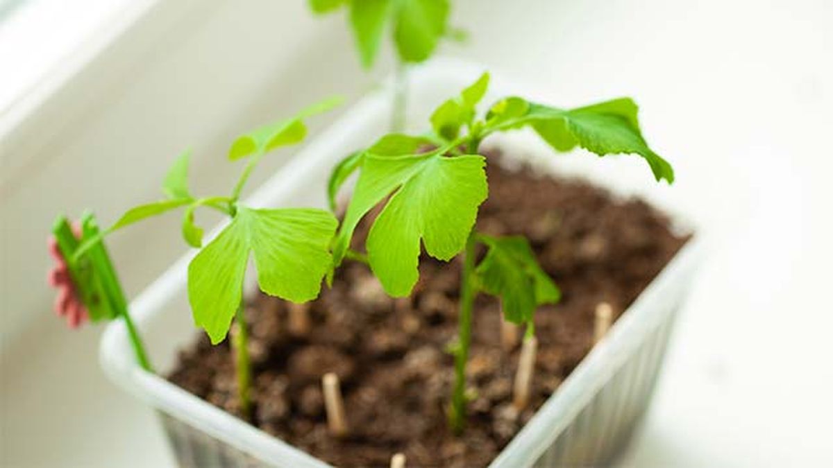 plantula ginkgo biloba