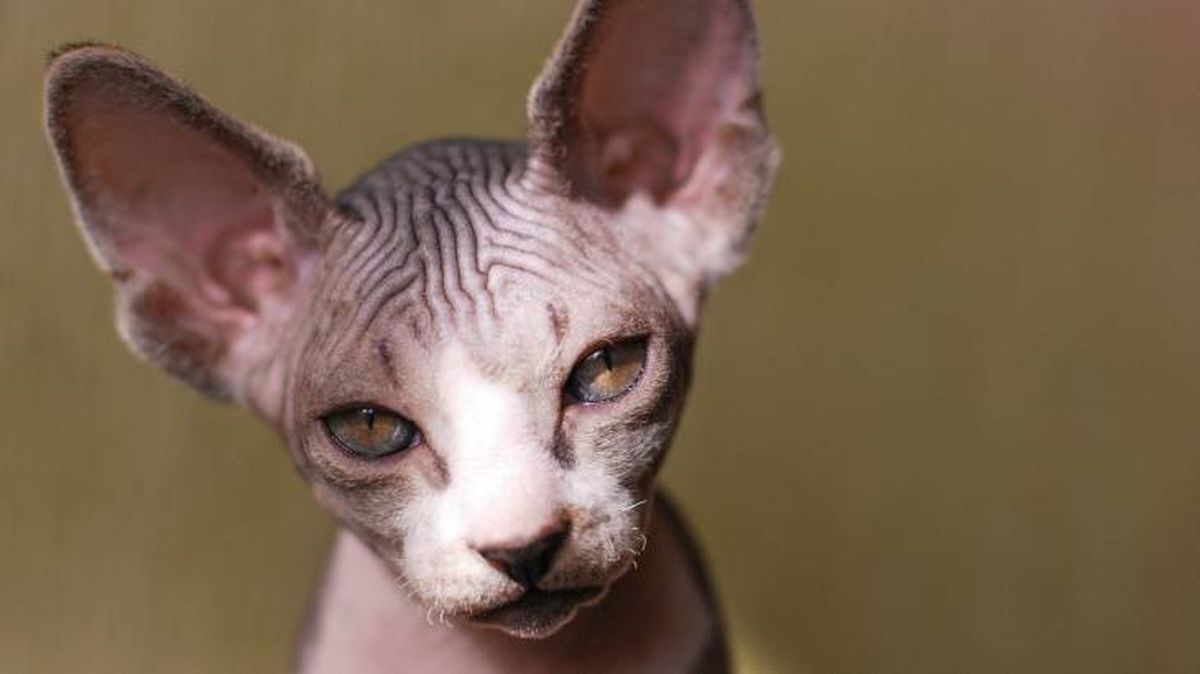 gato egipcio curiosidades