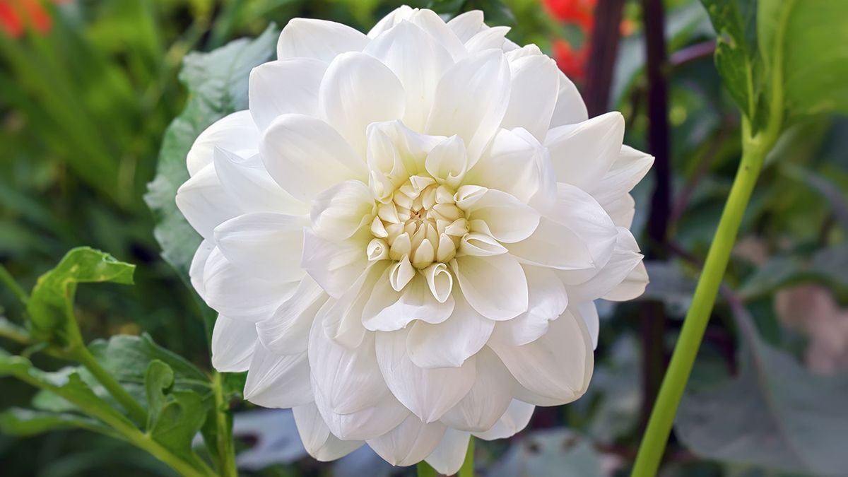 flores blancas dalias