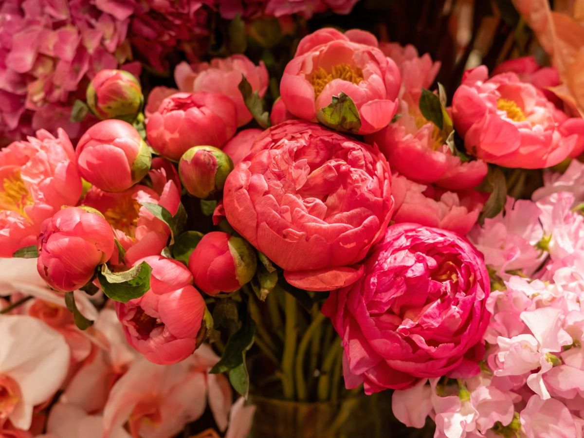 A la hora de elegir unos rosales antiguos deberás tener en cuenta el clima y el suelo de tu jardín.