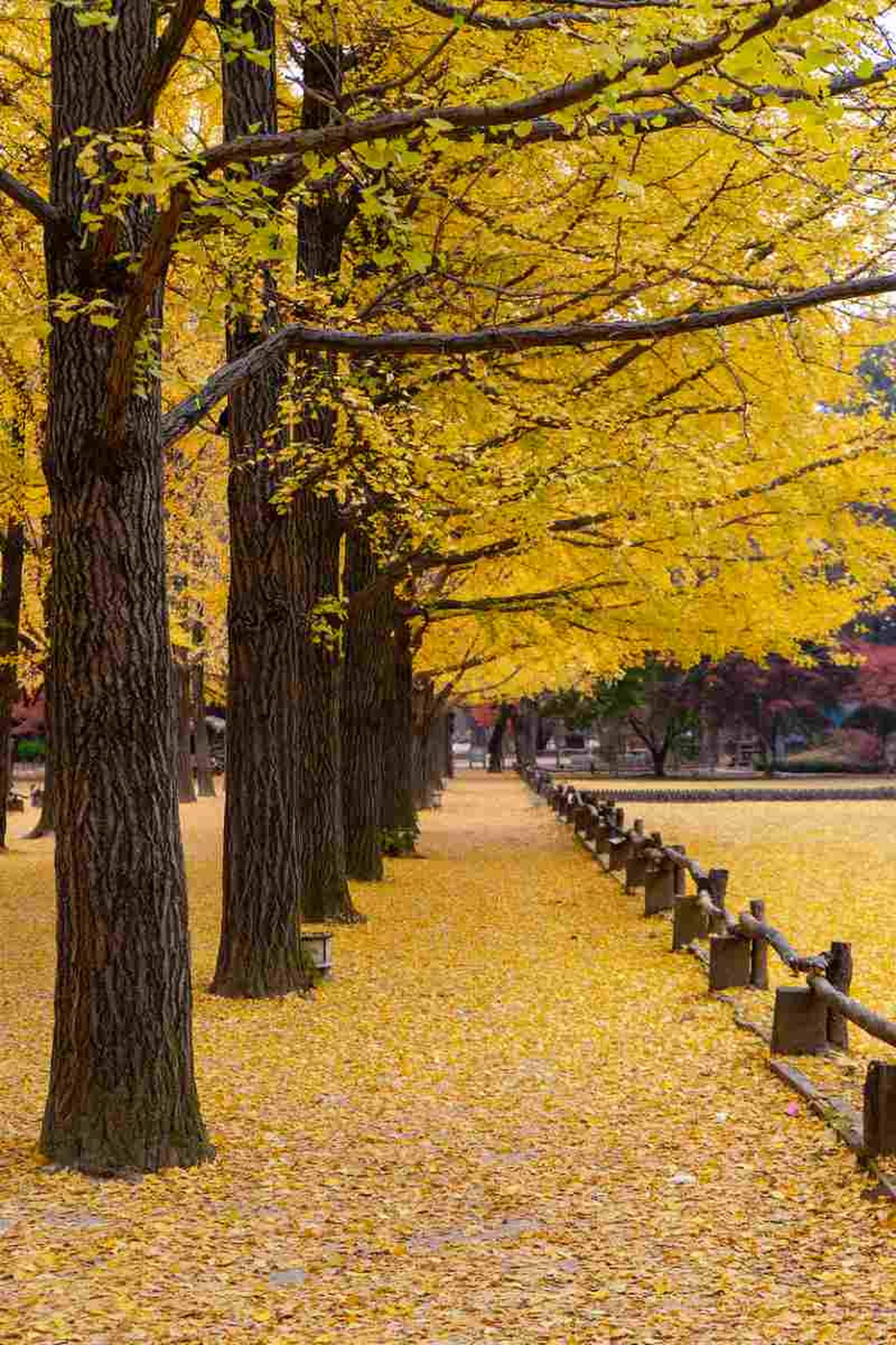 Ginkgo biloba. Ginkgo biloba.