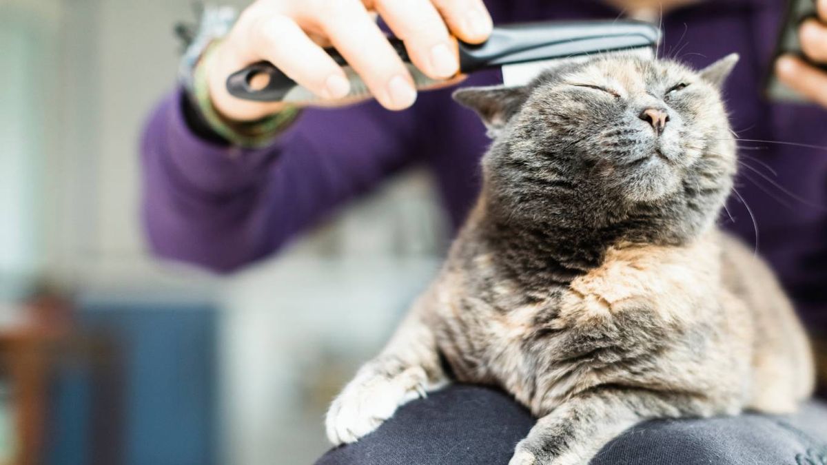 El cepillado reduce de forma significativa la cantidad de pelos que el gato ingiere al lamerse.