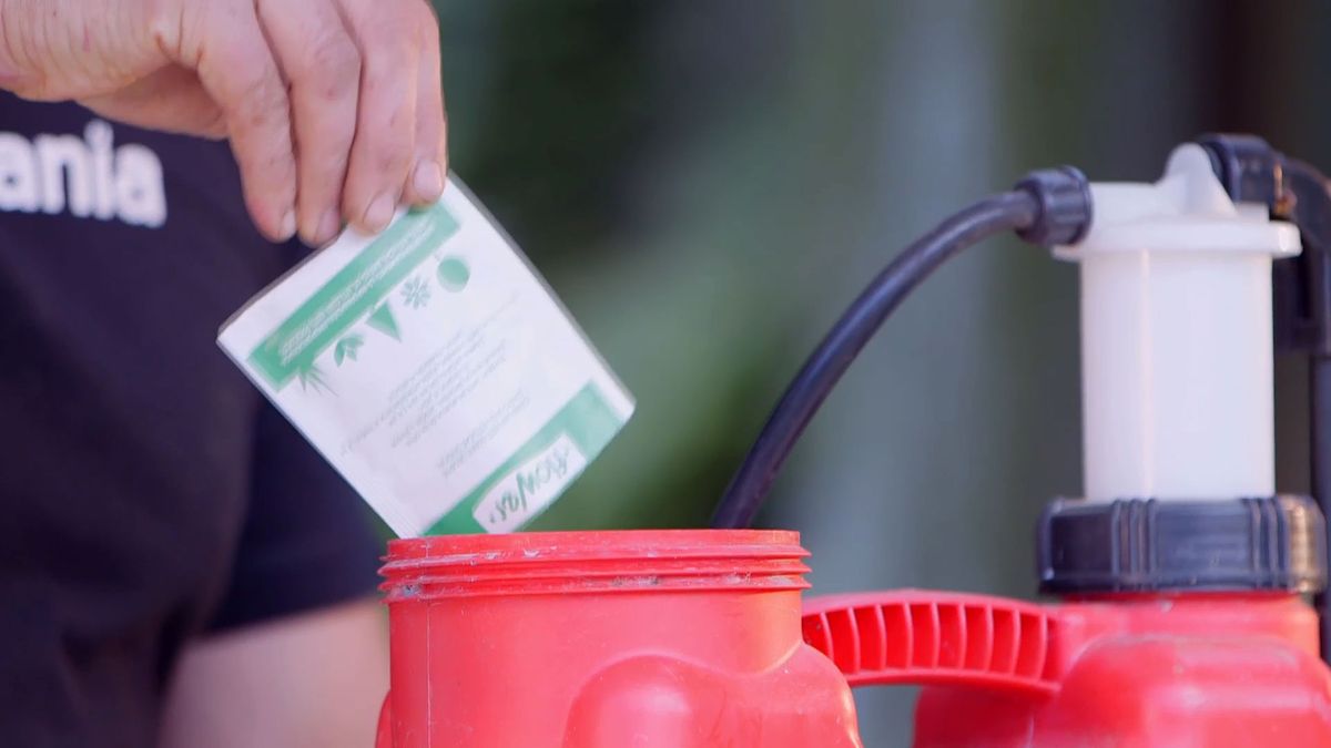 brico 0914 3 oruga boj bacillus