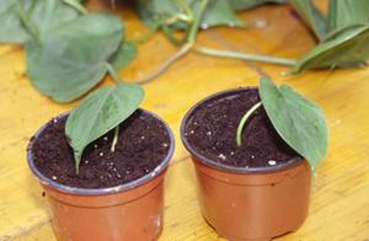 BRIC266_Reproduccion acodo paso2