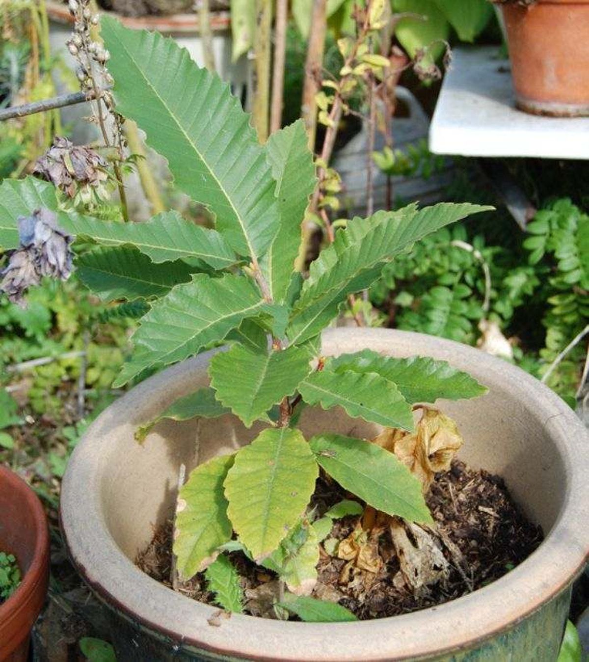 planta de castana dulce