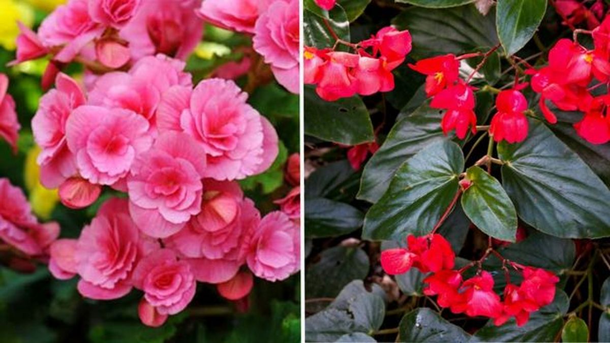 begonia elatior begonia begonia dragon wing