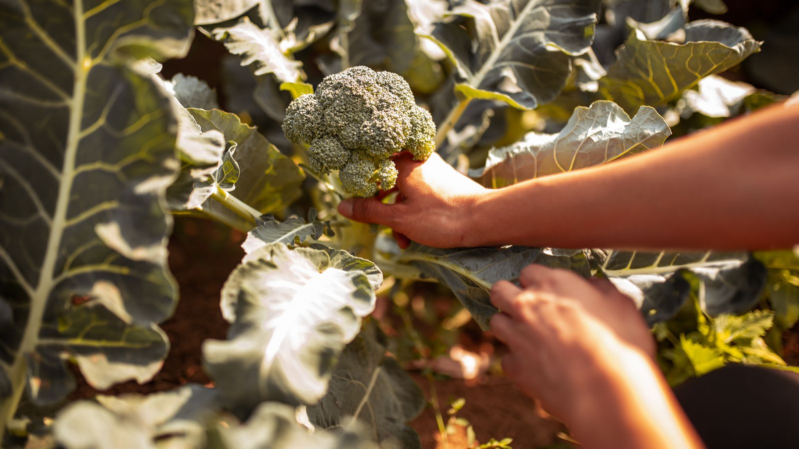 El brócoli está listo para cosechar unas 12 semanas después de plantarlo