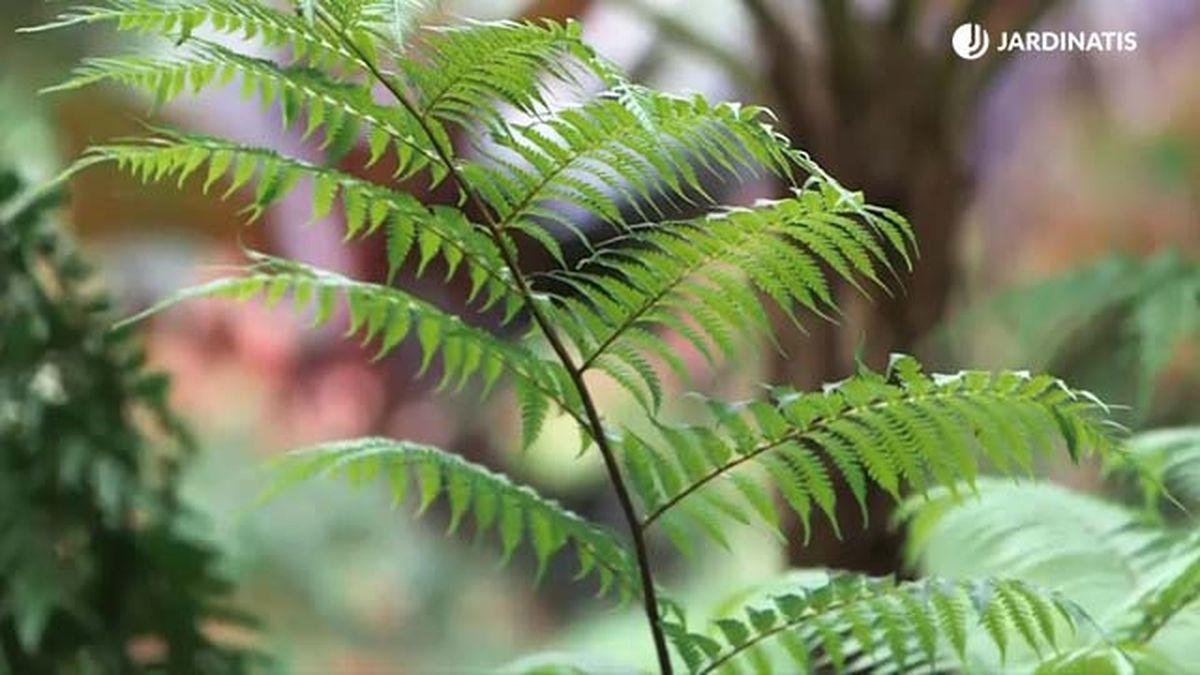 Helecho Cyathea cooperi