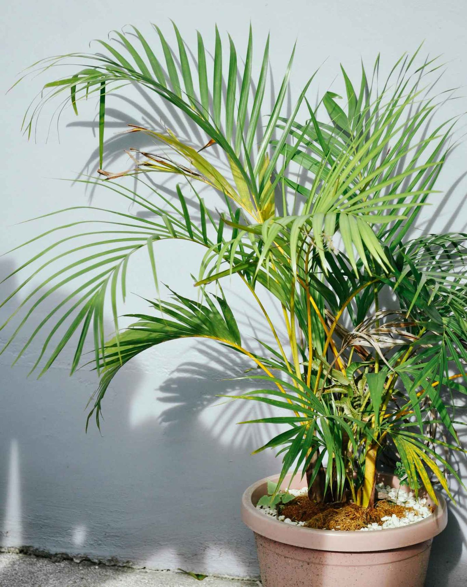 Chamaedorea elegans Chamaedorea elegans