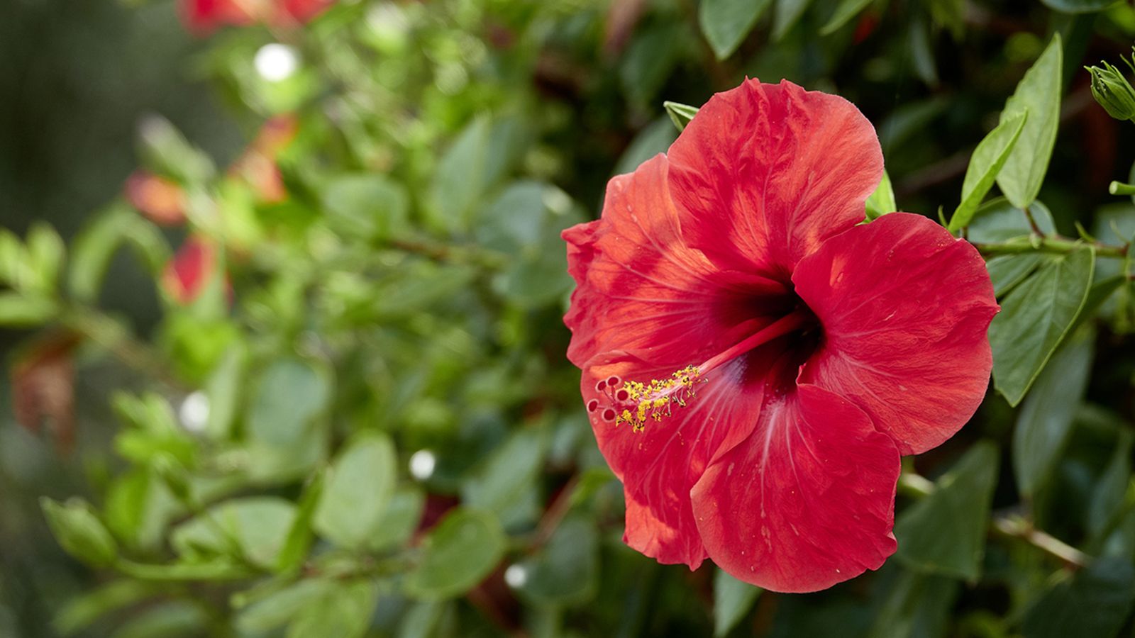 como trasplantar hibisco a maceta y jardinl xl ROJA0021HU10