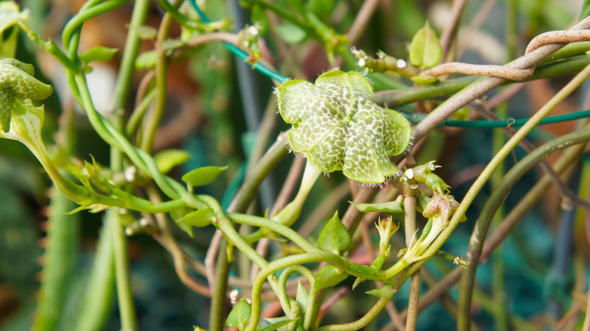 planta Ceropegia sandersonii