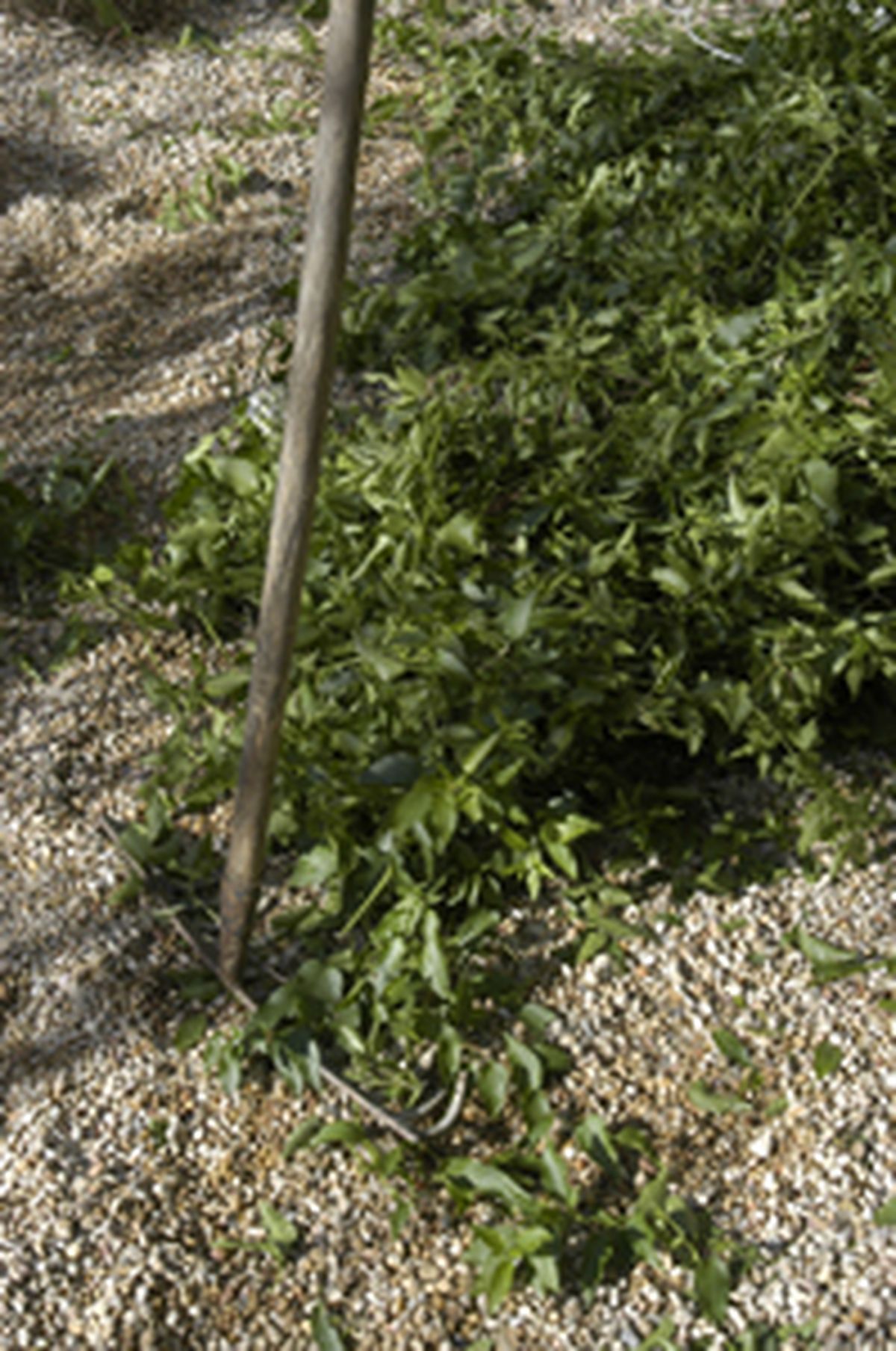 Cómo podar una enredadera paso 4