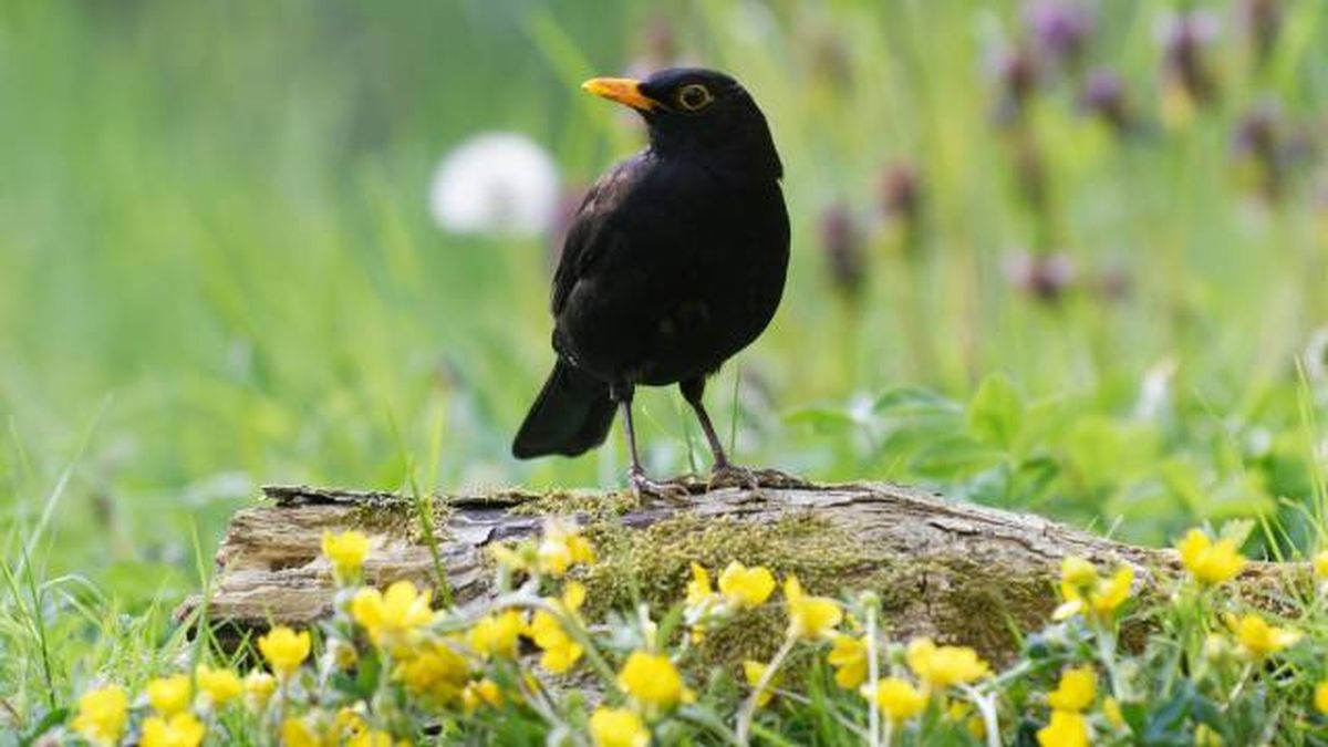 animales que empiezan por M mirlo