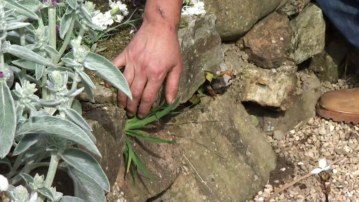 deco 736 jardineria libertia silvestre