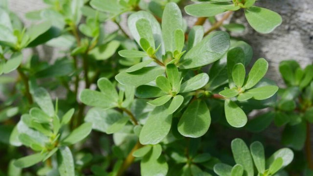 poda de la suculenta verdolaga